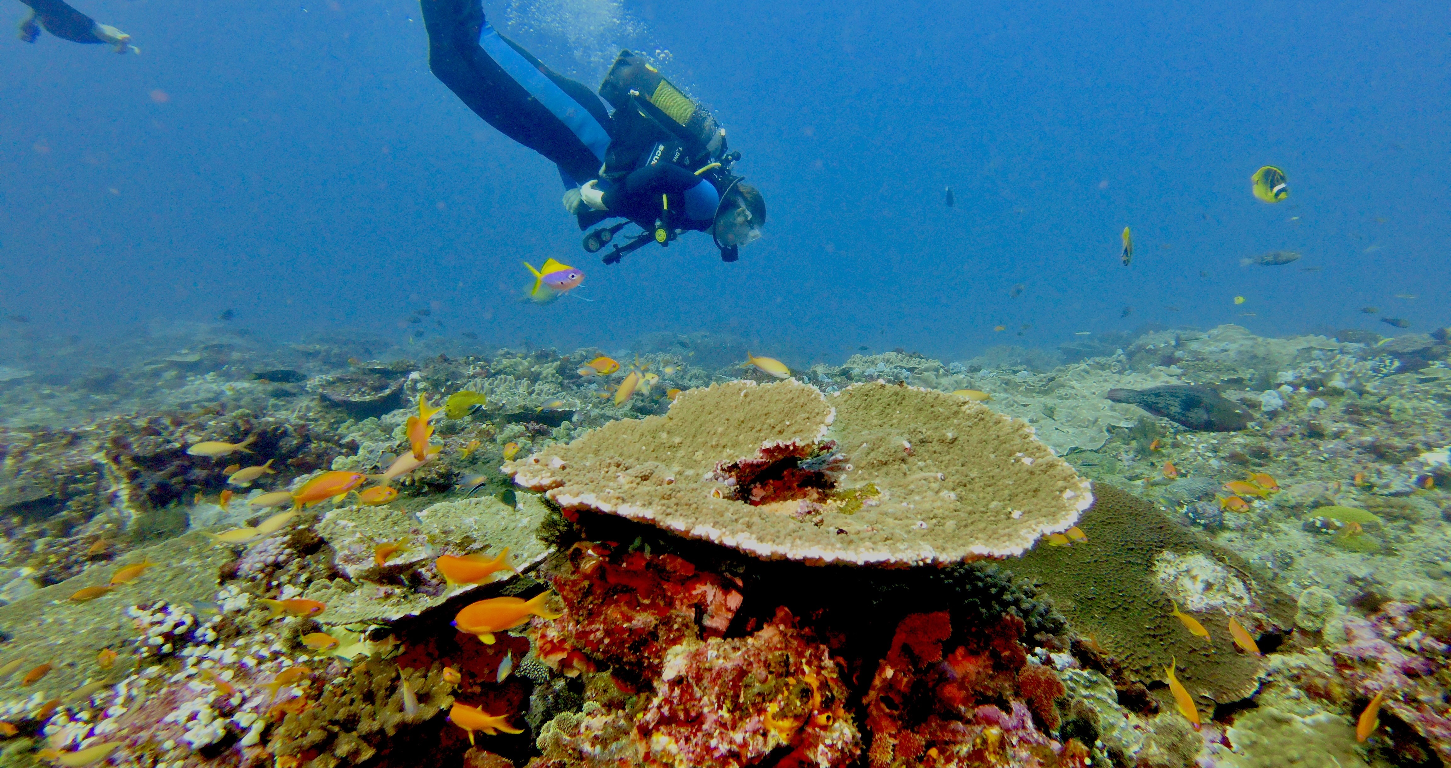 A scuba diver swims above a coral reef in Sodwana Bay, accompanied by a variety of fish in a vibrant underwater scene